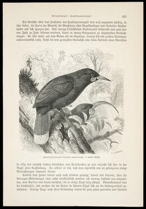 Mutzel, Gustav, 1839-1893 :Hopflappenvogel (Creadion acutirostris), 1/3 naturl. Grosse. R Illner, X.A. Kragenvogel. Hopflappenvogel. [Page] 425 [Leipzig? 1884-1887?]