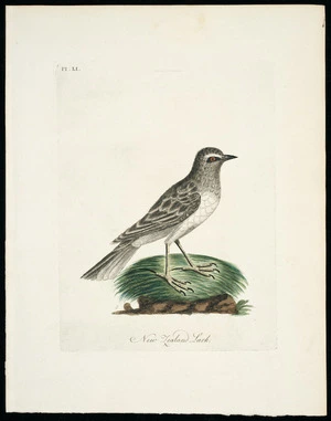 [Latham, John] 1740-1837 :New Zealand lark. Pl[ate] LI [1795]