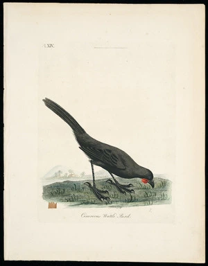[Latham, John] 1740-1837 :Cinereous wattle bird. Pl[ate] XIV [1795]