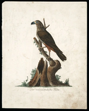 [Latham, John] 1740-1837 :Der neuseelandische Falke. Tab. 4. [1792-1812]