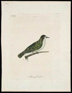 [Latham, John] 1740-1837 :Shining cuckow. Pl[ate] XXIII [1795]
