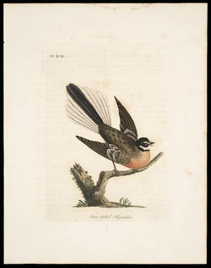 [Latham, John] 1740-1837 :Fan-tailed flycatcher. Pl[ate] XCIX [1795]