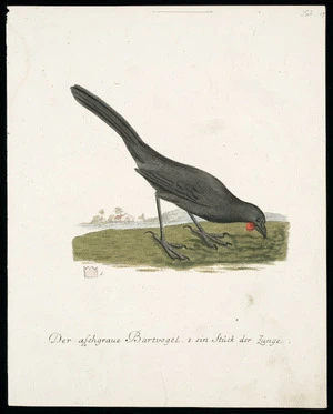 [Latham, John] 1740-1837 :Der aschgraue Bartvogel. 1. ein Stuck der Zunge. Tab. 17 [1792-1812]