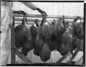 Bobby calf stomachs (vells) after drying, Westfield Freezing Works, Auckland - Photograph taken by Mr W Walker