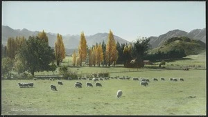 Sheep grazing near Lake Wanaka