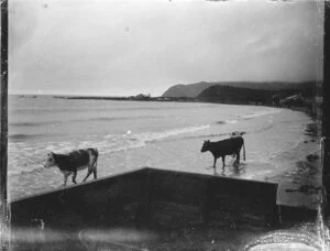 Cattle on shore