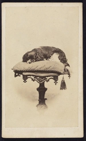 Photographer unknown :Photograph of a spaniel on a cushion