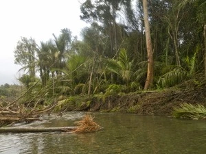 Bush scenes In Wellington and Wairarapa