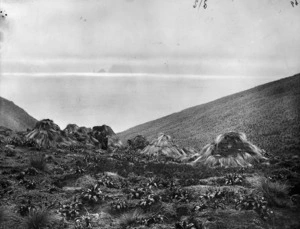 Grass huts made by castaways from the ship Dundonald, Disappointment Island, Auckland Islands