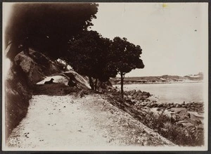 Ward, G Arnold, fl 1900 : Photograph of the karaka walk at Mount Maunganui