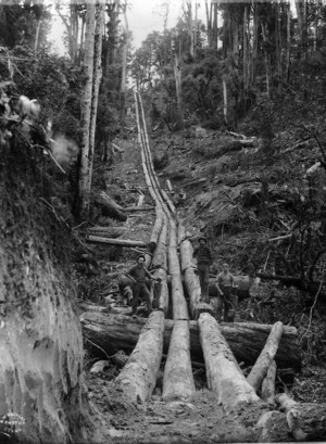 Logging, King Country