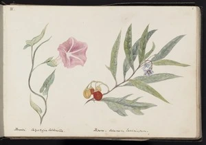III. Panahi. Calystegia soldanella. Poporo. Solanum laciniatum