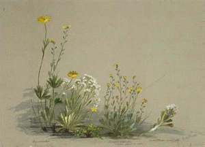 Harris, Emily Cumming 1837?-1925 :Ranunculus. Myosotis australis (yellow forget-me-not). Notothlaspi australe. [1890s?]