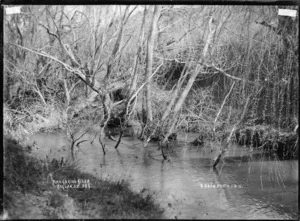 Mangakino Stream, near Raglan, 1910 - Photograph taken by Gilmour Brothers