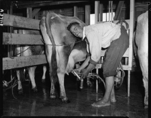 Sonny Maniapoto milking cows in a milking shed near Waihi - Photograph taken by Edward Percival Christensen