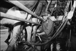 Ray Green milking cows on his farm in Whitemans Valley - Photograph taken by Phil Reid