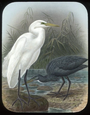 Blue and white herons