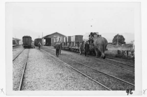 Elephant from Perry Brothers circus pushing railway wagons at Reefton railway station