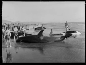 Killer whales stranded at Paraparaumu Beach