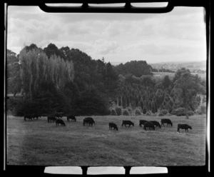 Cattle grazing on One Tree Hill, Auckland City