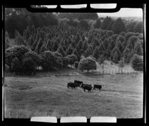 Cattle grazing on One Tree Hill, Auckland City