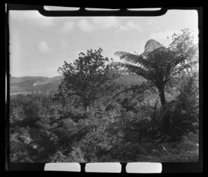 Kauri tree in Titirangi, Waitakere Ranges, Auckland