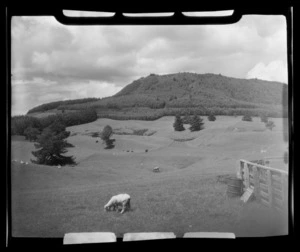 Horohoro and rural Rotorua, Taupo District, Waikato Region