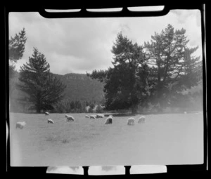 Horohoro and rural Rotorua, Taupo District, Waikato Region