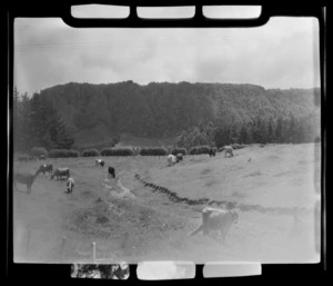 Horohoro and rural Rotorua, Taupo District, Waikato Region