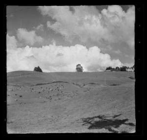 Te Kuiti rural area, Waikato Region