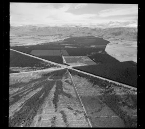 Forests in Balmoral, Hurunui District, Canterbury Region