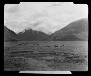 Cattle in paddock near Bealey with mountains in the background, Selwyn District, Canterbury Region
