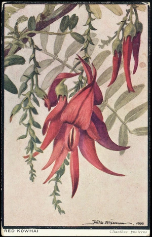 Postcard. Red kowhai, Clianthus puniceus / Hilda Wiseman, 1936. Auckland War Memorial Museum postcard.