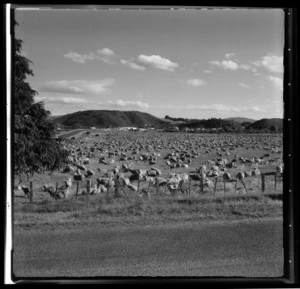 Mourea, Rotorua District, Bay of Plenty Region