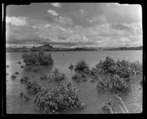 Whangaroa, Far North District, Northland Region