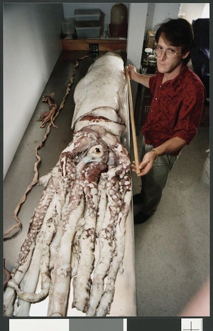 Steve O'Shea, biological curator with Niwa Research, works on a giant squid - Photograph taken by Craig Simcox