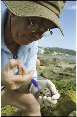Brian Bell injecting a seagull's egg - Photograph taken by John Nicholson