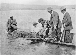 Maori fishermen hauling in a catch of crayfish (tau koura)