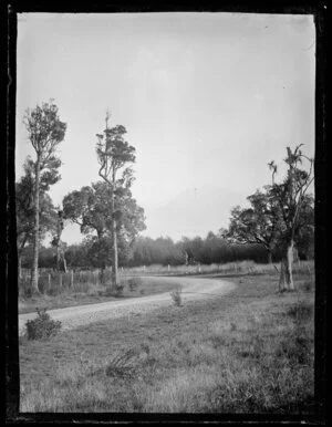 Road and native trees