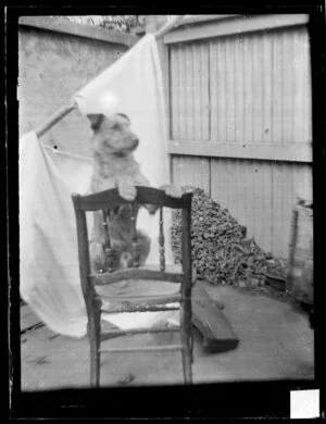 Dog on chair