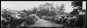 "Section of Drive" Wairongomai [Waiorongomai] 1923