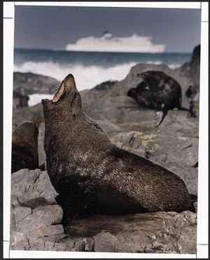 Fur seal bull at Sinclair Head, Wellington - Photograph taken by Phil Reid