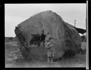 Boy standing in front of kauri log, Railway yards, Dargaville
