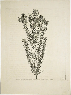 [Hodges, William] 1744-1797 :[Tea plant of New Zealand] No XXII /[London], Published ... by Wm Strahan, Febry 1st, 1777.