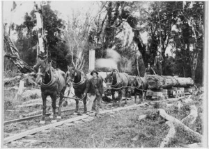 Horses hauling a log on a tramway, at the back of C E Nordell's farm in , Atea/Nireaha, Eketahuna County