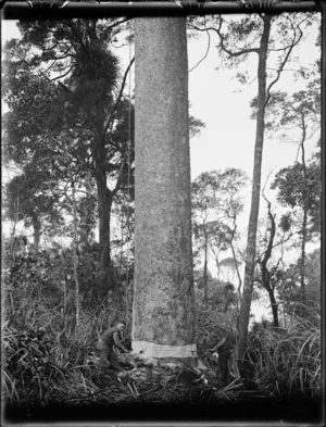 Men using a two-man saw to cut down a kauri tree