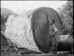 Man standing beside a kauri log, Herekino, Northland