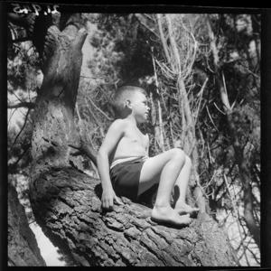 Boy in a pine tree