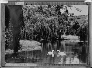 Swans in gardens in Oamaru