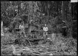 Kauri forest, main trunk line, North Island
